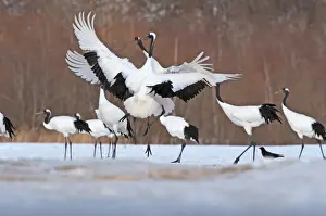 Japanese (Red-crowned) Cranes Grus japonensis fighting at Akan Hokkaido Japan February