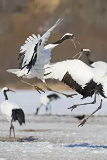 Japanese (Red-crowned) Cranes Grus japonensis fighting Hokkaido Japan February