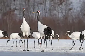 Japanese (Red-crowned) Cranes Grus japonensis Hokkaido Japan February