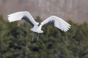 Japanese (Red-crowned) Cranes Grus japonensis Hokkaido Japan February