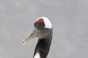 Japanese (Red-crowned) Cranes Grus japonensis Hokkaido Japan February