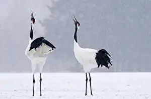Japanese (Red crowned) Cranes Grus japonensis pair calling Akan Hokkaido Japan winter