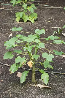 Images Dated 24th September 2006: Jatropha Curcas - plants nuts are used for high quality Biofuel