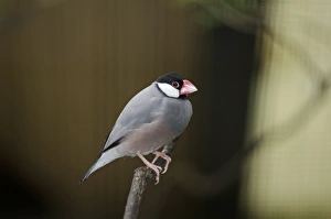 Captive Prints: Java Sparrow (Padda oryzivora) in captivity