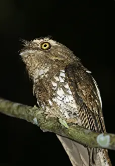 Palawan Prints: Javan Frogmouth Bratrachostomus javensis Iwahig penal colony Palawan Philippines