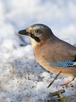 Garden Prints: Jay Garrulus garuda in garden UK winter
