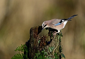 Jay, Garrulus glandarius searching for acorns in woodland Norfolk November