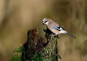 Autumn Prints: Jay, Garrulus glandarius searching for acorns in woodland Norfolk November