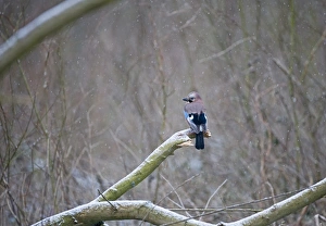 Jay Garrulus glandarius in woodland in snow Norfolk January Jay Garrulus glandarius in woodland in snow Norfolk January