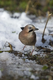 Crow Prints: Jay Garrulus glandarulus in garden Norfolk winter