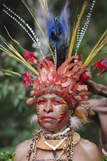 Jika tribal dancer having her head dress prepared Paiya Sing-sing Western Highlands Jika tribal dancer having her head dress prepared Paiya Sing-sing Western Highlands