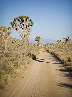 Joshua Trees Yucca brevifolia Joshua Tree National Park California USA April