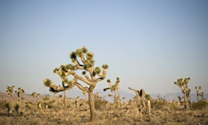 Joshua Trees Yucca brevifolia Joshua Tree National Park California USA April Joshua Trees Yucca brevifolia Joshua Tree National Park California USA April