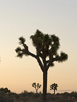 Joshua Trees Yucca brevifolia Joshua Tree National Park California USA April