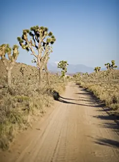 Joshua Trees Yucca brevifolia Joshua Tree National Park California USA April