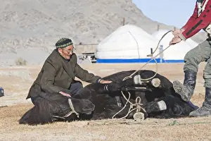 People Prints: Kazakhs shoeing a horse with Gers behind Bayan Ugli Altai Mountains western Mongolia