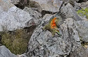 New Zealand Prints: Kea Nestor notabilis Arthurs Pass South Island New Zealand