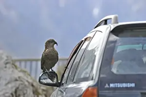 Kea Nestor notabilis Arthurs Pass South Island New Zealand. Vandalising car