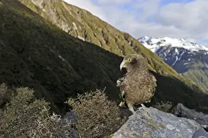Kea nestor notabilis Arthurs Pass South Island New Zealand