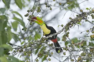 Rainforest Prints: Keel-Billed Toucan Ramphastos sulfuratus brevicarinatus feeding on fruits Tikal Guatemala