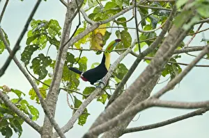 Keel-billed Toucan Ramphastos sulfuratus Costa Rica
