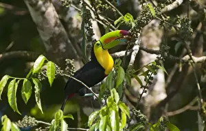 La Selva Prints: Keel-billed Toucan Ramphastos sulfuratus La Selva Costa Rica