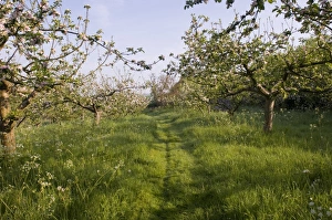 Kentish Orchard in May managed for wildlife Bough Beech Kent Kentish Orchard in May managed for wildlife Bough Beech Kent