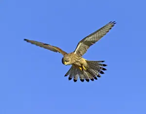 Hunting Prints: Kestrel Falco tunnunculus female hunting Northumberland UK winter