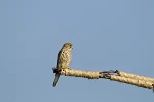 Raptor Prints: Kestrel Falco tunnunculus female perched on sculpture on Dunwich Heath Suffolk