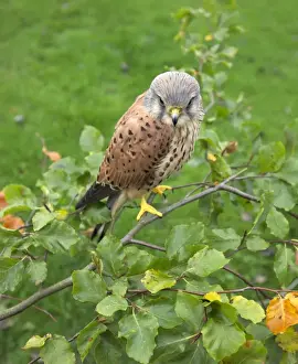 Prints of Kestrel Falco tunnunculus male perched in Oak tree UK autumn Images Dated 2009 November: Kestrel Falco tunnunculus male perched in Oak tree UK autumn