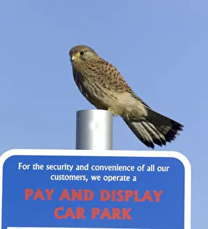 Kestrel Falco tunnunculus in urban environment Northumberland UK winter