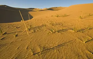 Khongoryn Els sand dunes in southern Gobi Desert Mongolia winter