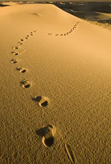 Khongoryn Els sand dunes in southern Gobi Desert Mongolia winter