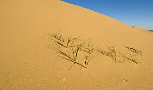 Khongoryn Els sand dunes in southern Gobi Desert Mongolia winter