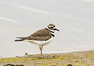 Killdeer Charadrius vociferus Bolsa Chica California USA April Killdeer Charadrius vociferus Bolsa Chica California USA April