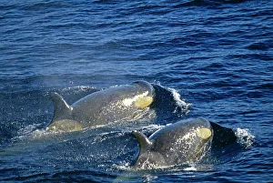 Antarctic Prints: Killer Whales (Orcas), Southern Ocean