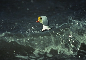 King Eider Somateria spectabilis drake riding the waves Ythan Estuary Scotland 1988 King Eider Somateria spectabilis drake riding the waves Ythan Estuary Scotland 1988