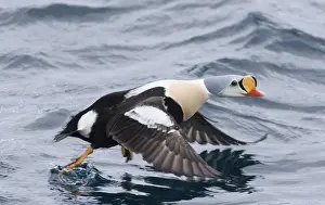 Male Prints: King Eider Somateria spectabilis male taking off Varanger Fjord Arctic Norway March
