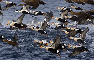 Wildlife Prints: King Eiders Somateria spectabilis & Common Eiders Somateria mollissima in Varanger