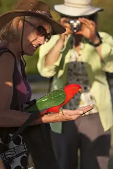 Queensland Prints: King Parrot Alisterus scapularis male being fed at O Reillys Lamington NP Queensland