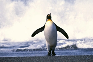 King Penguin, Aptenodytes patagonicus, St Andrews Bay, South Georgia, January