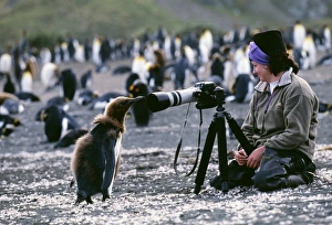 King Penguin, Aptenodytes patagonicus, chick looking at tourist, on beach, Gold Harbour