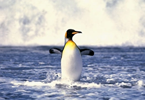 King Penguin, Aptenodytes patagonicus, St Andrews Bay, South Georgia, January