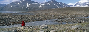 King Penguin, Aptenodytes patagonicus, St Andrews Bay, South Georgia, January