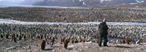 King Penguin, Aptenodytes patagonicus, St Andrews Bay, South Georgia, January
