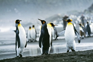 King Penguin, Aptenodytes patagonicus, St Andrews Bay, South Georgia, January King Penguin, Aptenodytes patagonicus, St Andrews Bay, South Georgia, January