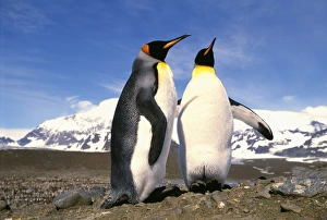 King Penguin, Aptenodytes patagonicus, St Andrews Bay, South Georgia, January
