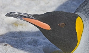 King Penguin Aptenodytes patagonicus Gold Harbour South Georgia November