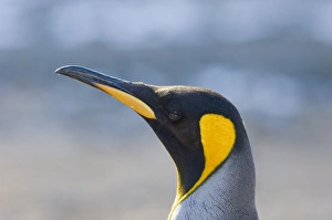 King Penguin Aptenodytes patagonicus adult Gold Harbour South Georgia November King Penguin Aptenodytes patagonicus adult Gold Harbour South Georgia November