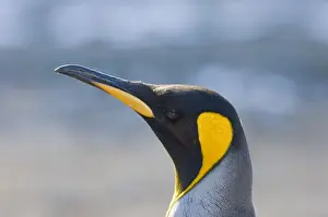 South Georgia Prints: King Penguin Aptenodytes patagonicus adult Gold Harbour South Georgia November